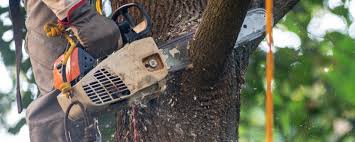 How Our Tree Care Process Works  in  Mableton, GA