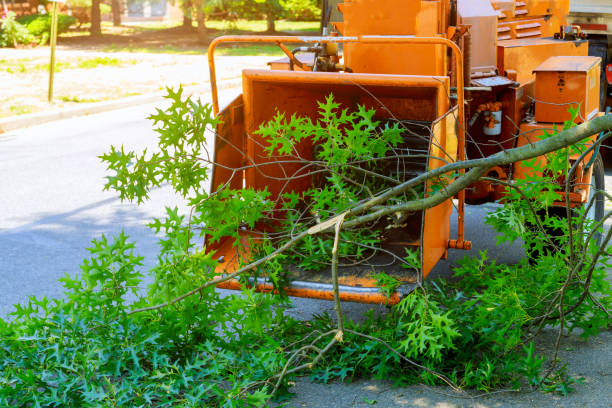 Professional Tree Removal in Mableton, GA