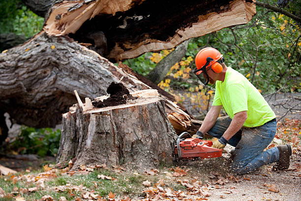 Best Tree Health Inspection  in Mableton, GA