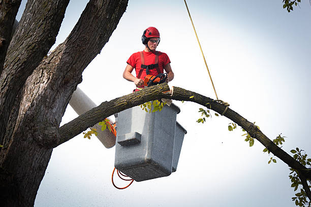 Best Tree Mulching  in Mableton, GA